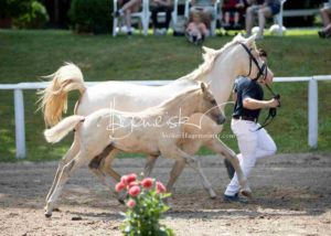 Fohlenregistrierung PSB Schönhorst 16