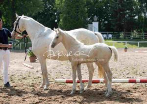 Fohlenregistrierung PSB Schönhorst 17