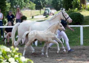 Fohlenregistrierung PSB Schönhorst 18