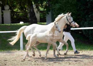 Fohlenregistrierung PSB Schönhorst 19