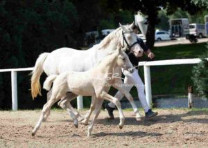 Fohlenregistrierung PSB Schönhorst 20