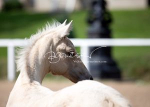 Fohlenregistrierung PSB Schönhorst 21
