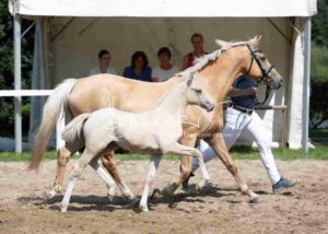 Fohlenregistrierung PSB Schönhorst 23