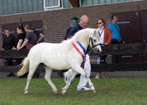 PSB Eliteschau Padenstedt 10