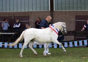 PSB Eliteschau Padenstedt 11
