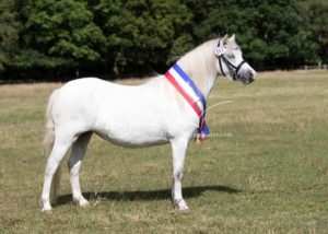 PSB Eliteschau Padenstedt 12