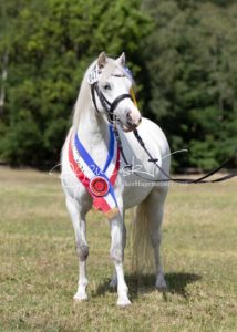 PSB Eliteschau Padenstedt 13