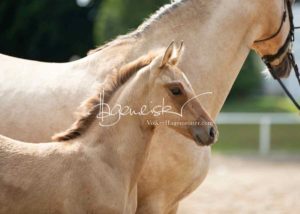 Fohlenregistrierung PSB Schönhorst 24