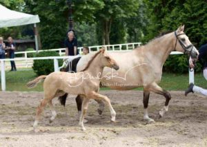 Fohlenregistrierung PSB Schönhorst 25