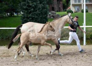 Fohlenregistrierung PSB Schönhorst 26