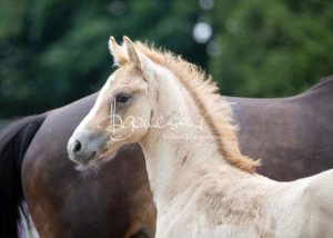 Fohlenregistrierung PSB Schönhorst 27