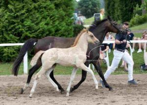 Fohlenregistrierung PSB Schönhorst 28