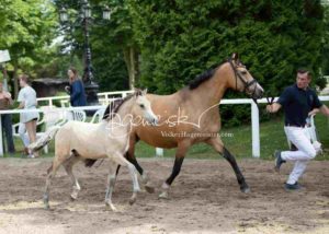 Fohlenregistrierung PSB Schönhorst 29