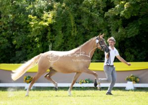 ZfdP Bundesschau - die Sieger 21