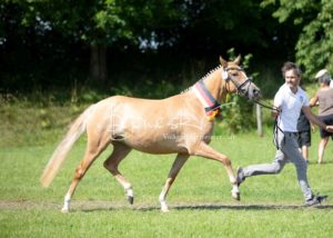 ZfdP Bundesschau - die Sieger 22