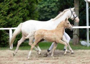 Fohlenregistrierung PSB Schönhorst 2