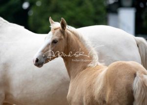 Fohlenregistrierung PSB Schönhorst 3