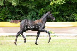 ZfdP Bundesschau Teilnehmer und Impressionen 21