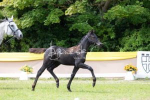 ZfdP Bundesschau Teilnehmer und Impressionen 22