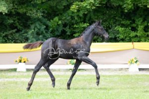 ZfdP Bundesschau Teilnehmer und Impressionen 23