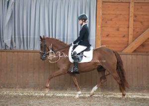 ZfdP Bundesschau Reitpferdeprfg. 7