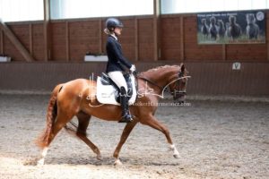 ZfdP Bundesschau Reitpferdeprfg. 8