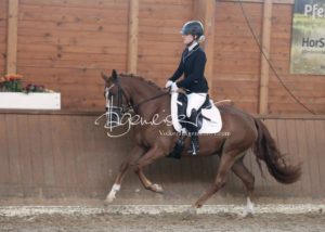 ZfdP Bundesschau Reitpferdeprfg. 9
