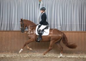 ZfdP Bundesschau Reitpferdeprfg. 11