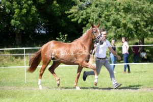 ZfdP Bundesschau Teilnehmer und Impressionen 18