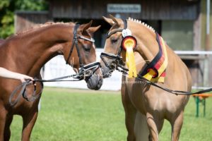 ZfdP Bundesschau Teilnehmer und Impressionen 19