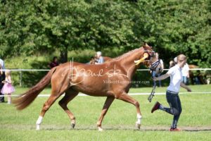 ZfdP Bundesschau Teilnehmer und Impressionen 20