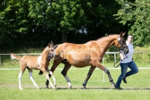 ZfdP Bundesschau Teilnehmer und Impressionen 24