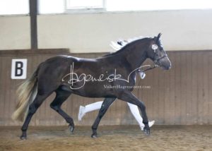 PSB Eliteschau Padenstedt 14