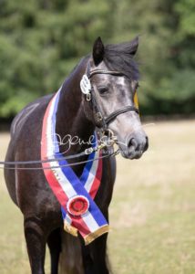 PSB Eliteschau Padenstedt 16