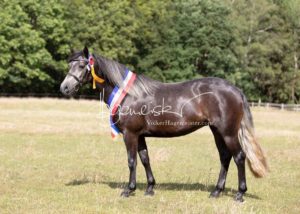 PSB Eliteschau Padenstedt 18