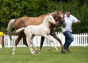 ZfdP Bundesschau - die Sieger 23