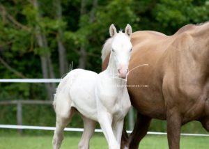 ZfdP Bundesschau - die Sieger 24