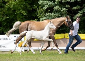ZfdP Bundesschau - die Sieger 25