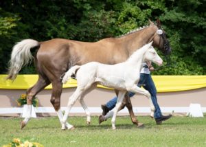 ZfdP Bundesschau - die Sieger 26