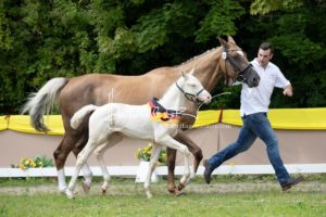 ZfdP Bundesschau - die Sieger 27