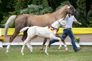ZfdP Bundesschau - die Sieger 28