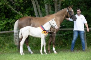 ZfdP Bundesschau - die Sieger 29