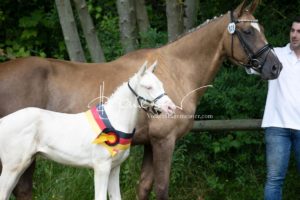 ZfdP Bundesschau - die Sieger 30