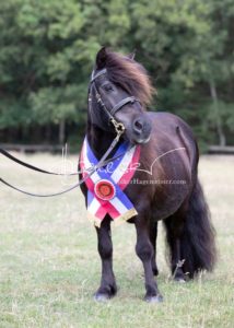 PSB Eliteschau Padenstedt 19