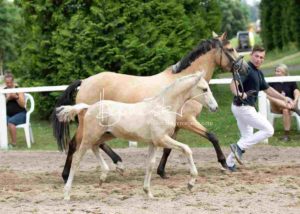 Fohlenregistrierung PSB Schönhorst 5
