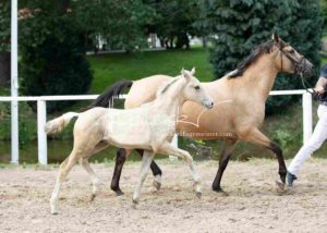 Fohlenregistrierung PSB Schönhorst 6