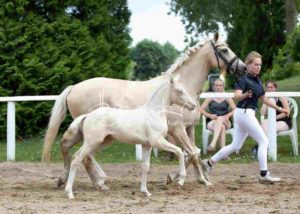 Fohlenregistrierung PSB Schönhorst 10