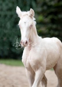 Fohlenregistrierung PSB Schönhorst 11