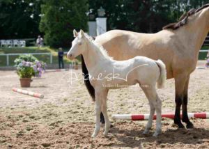 Fohlenregistrierung PSB Schönhorst 7