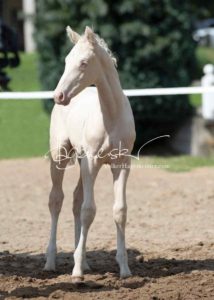 Fohlenregistrierung PSB Schönhorst 8